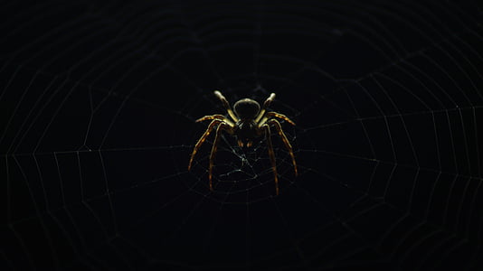 brown and black spider on web outdoor thumbnail