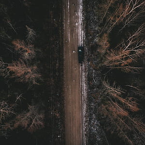 brown trees near road thumbnail