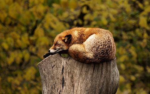 red fox on wood trunk at daytime thumbnail
