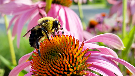 bee on red and yellow flowers thumbnail