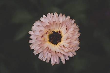 closeup photo of pink daisy flower thumbnail