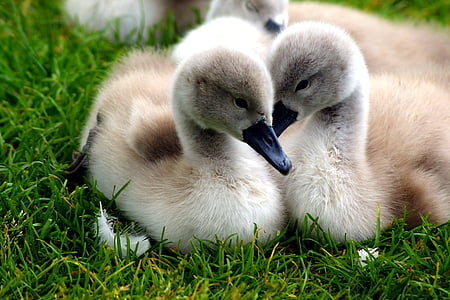 ducklings lying on grass thumbnail
