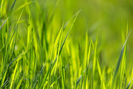 nature, field, grass, blur thumbnail
