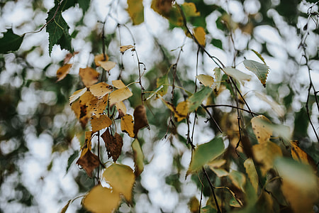 Close-ups of leaves on trees thumbnail