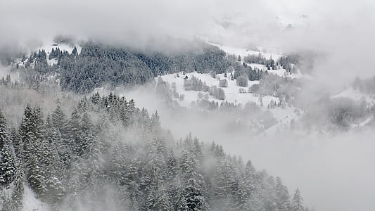 pine trees covered with snow thumbnail
