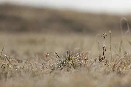 close-up photo of grass thumbnail