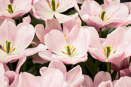 pink tulips in bloom close up photo thumbnail