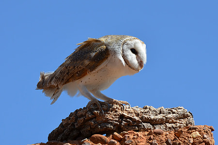barn owl on brown stone thumbnail