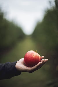 person holding a red apple using left hand in selective focus photography thumbnail