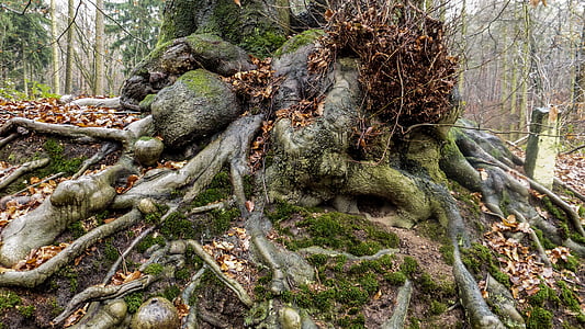 brown roots thumbnail