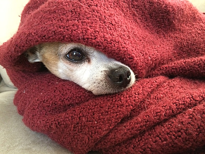 adult tan Chihuahua thumbnail