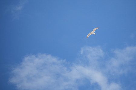 Flying Seagull — Free as a Bird thumbnail
