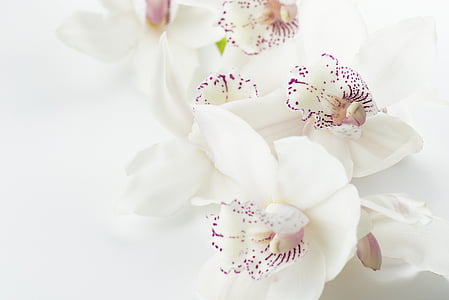white-and-purple orchids closeup photography thumbnail