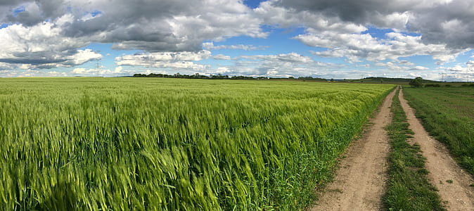 photography of green rice field at daytime thumbnail