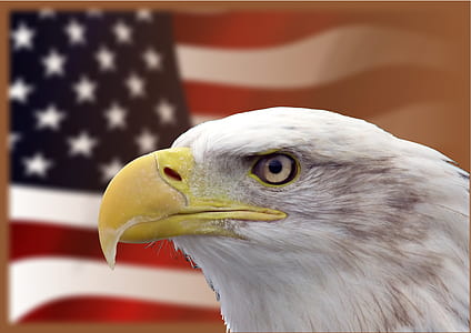 shallow focus photo of bald eagle in front of American flag thumbnail