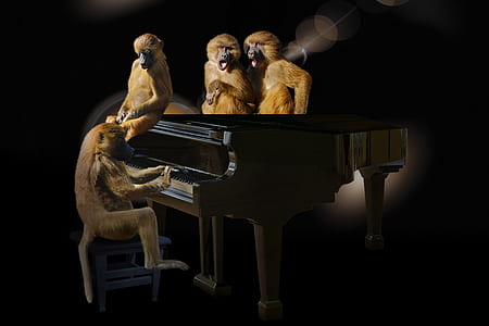 baboons on piano thumbnail