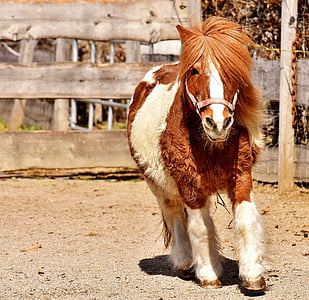 white and brown horse during daytime thumbnail