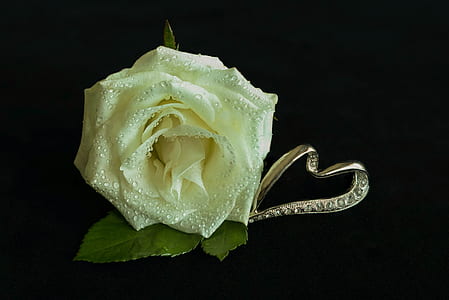 white flower in macro lens photography thumbnail