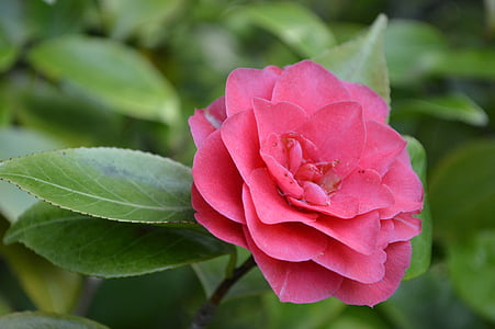 pink camellia flower thumbnail