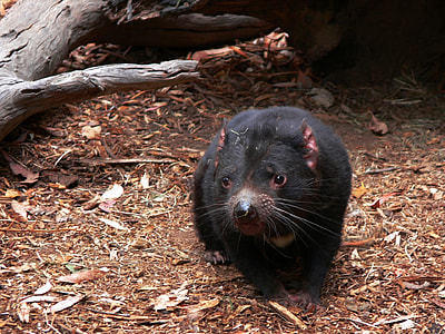 sun bear cub thumbnail