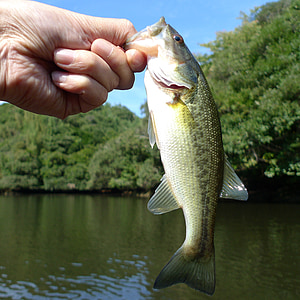 person holding grey fish thumbnail