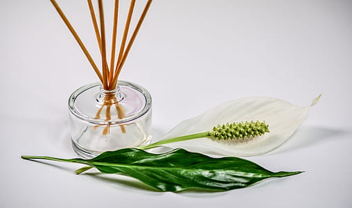 closeup photo white petal flower and green leaf on white surface thumbnail