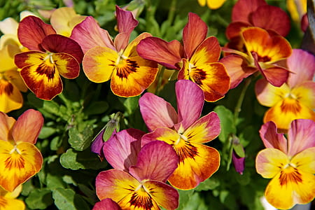 bed of pansy flowers thumbnail