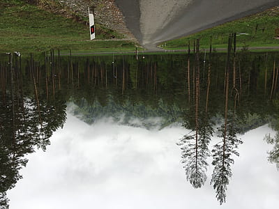 trees beside road thumbnail