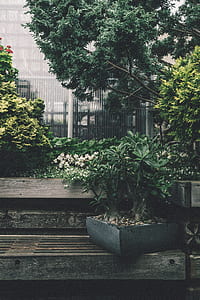 Green Plant thumbnail