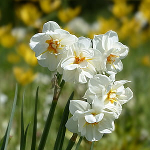 white blooming flowers thumbnail