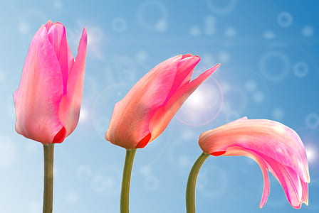 closeup photo of three pink tulip flowers thumbnail