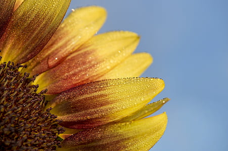 closeup photo of common sunflower during daytime thumbnail