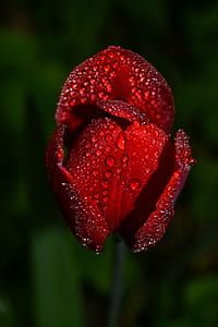 red tulip flower with water dew thumbnail