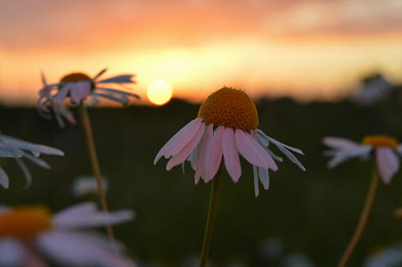 closeup photography of white petaled flowers thumbnail