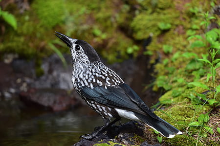 black and white bird perching on stone near body of water thumbnail