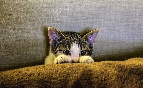 Black and White Kitten on Brown Textile thumbnail