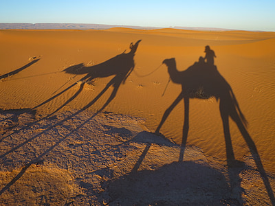 camel shadow at desert during daytime thumbnail