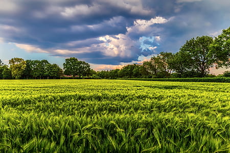 green grass field thumbnail