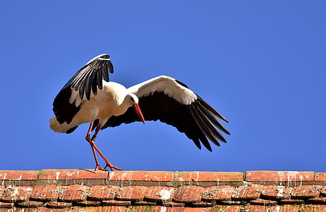 black and white bird photo during daytime thumbnail