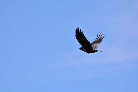 black bird flying at sky thumbnail