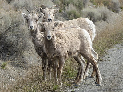 three white goats thumbnail