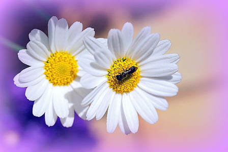 garden ant on white daisy flower thumbnail