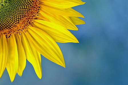 macro photo of yellow sunflower thumbnail