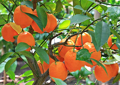 selective focus photo of round orange fruits thumbnail