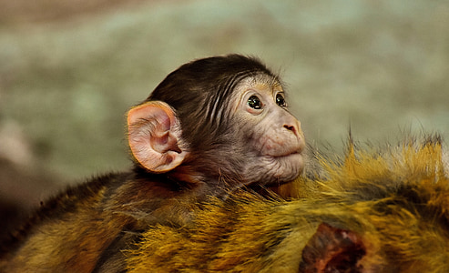 brown and black baby monkey thumbnail