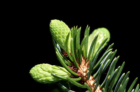 macro photography of green plant thumbnail