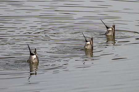 three black ducks in body of water thumbnail