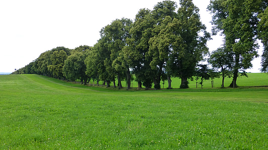 landscape photo of green leafed trees thumbnail