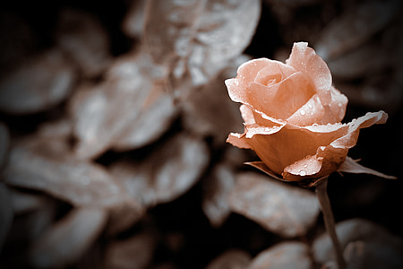 pink rose flower in bloom thumbnail