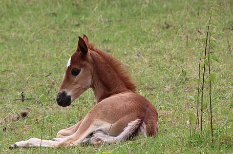 brown jockey lying on grass thumbnail
